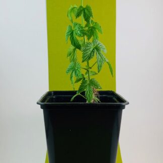 Centenniel (USA) Komló