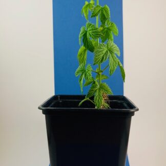 Hallertau Aroma (DE) komló