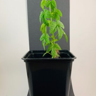 Spalter Select (DE) Komló