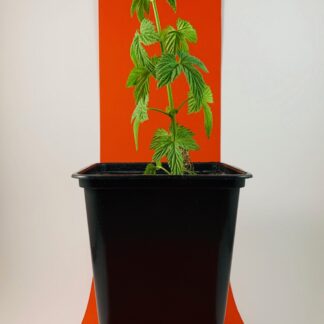 Willamette - (USA) Komló