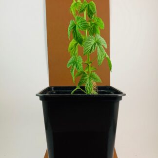 Aurora (SLO) - komló