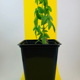 Chinook (USA) Komló